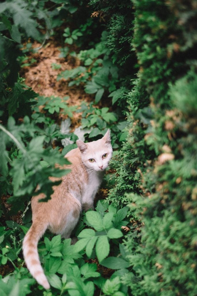 a cat standing in the middle of a lush green forest
