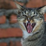 The cat is yawning with its mouth wide open.