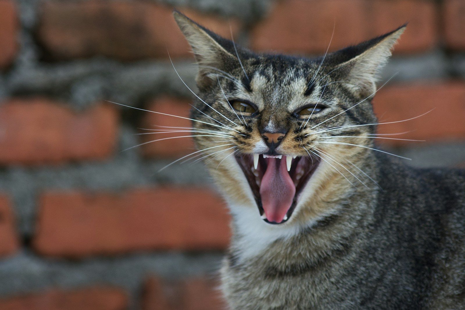 The cat is yawning with its mouth wide open.