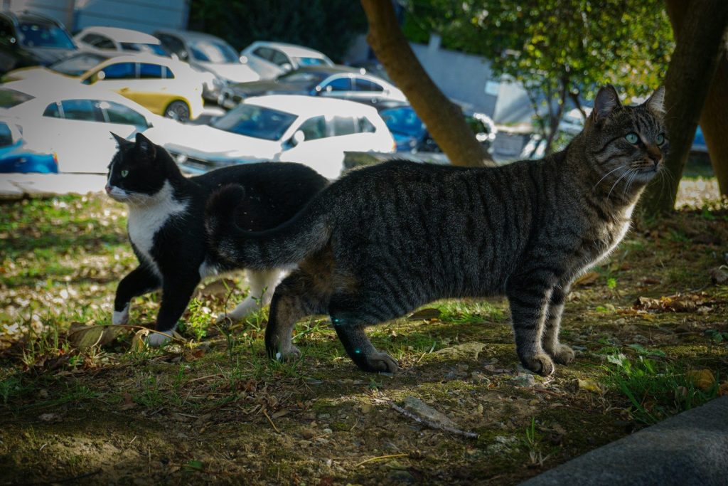 A couple of cats standing on top of a grass covered field