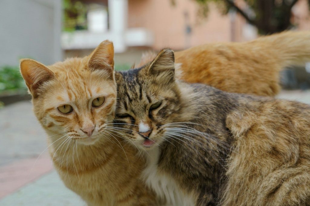 Two cats are cuddling close together.