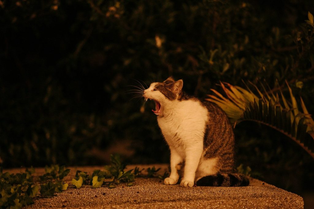 A cat sitting on top of a cement block