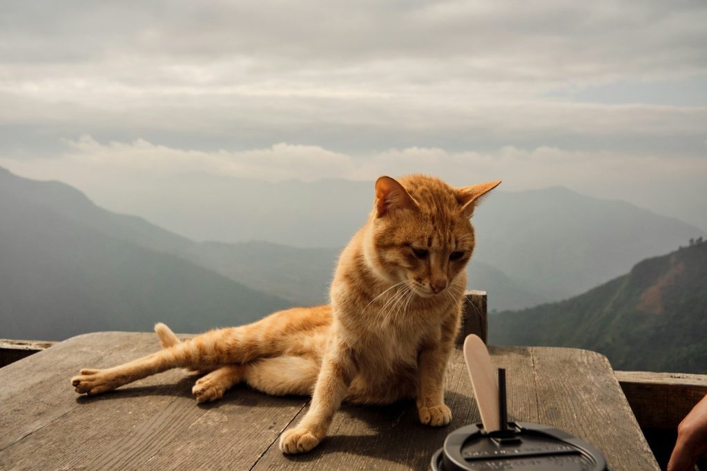 An orange cat relaxes on a wooden table outdoors.