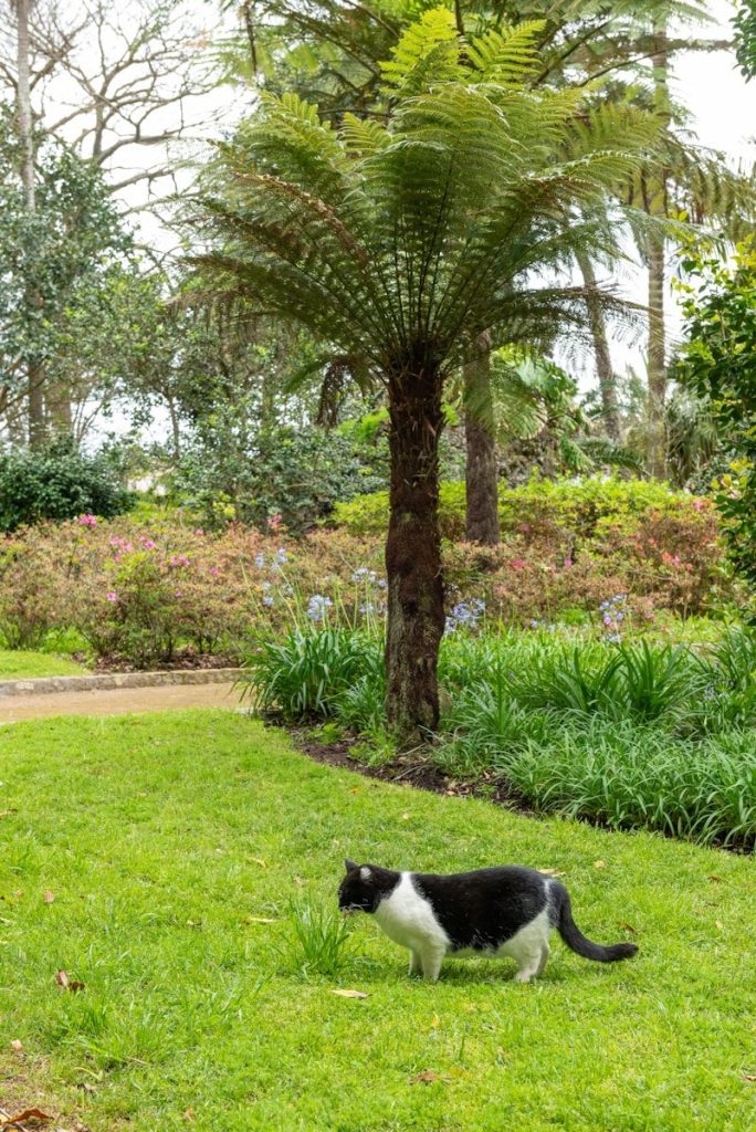 a cat sitting on grass by a tree