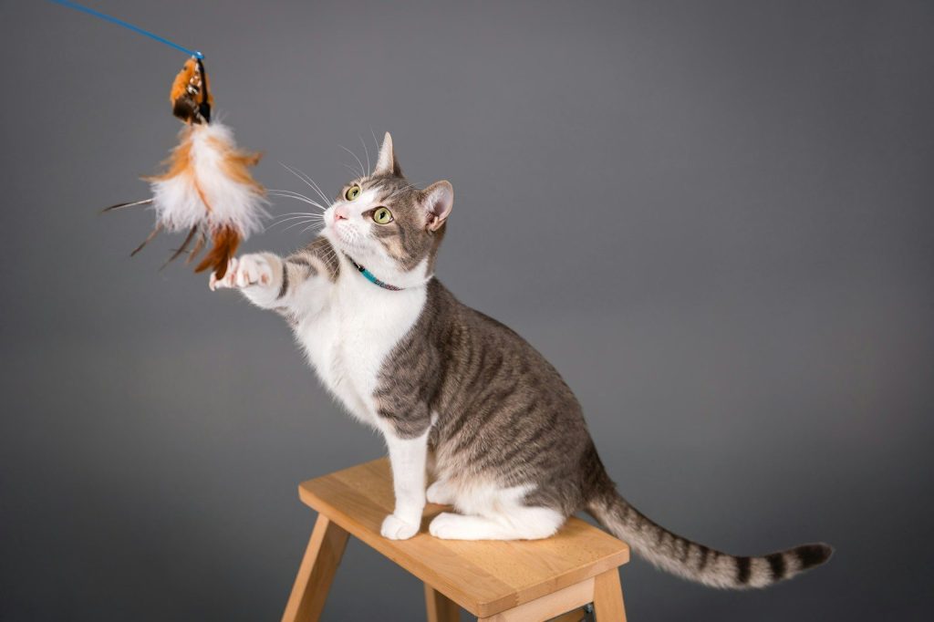 A cat playing with a feather on a chair