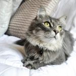 gray cat on white textile