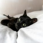 black cat lying on white textile