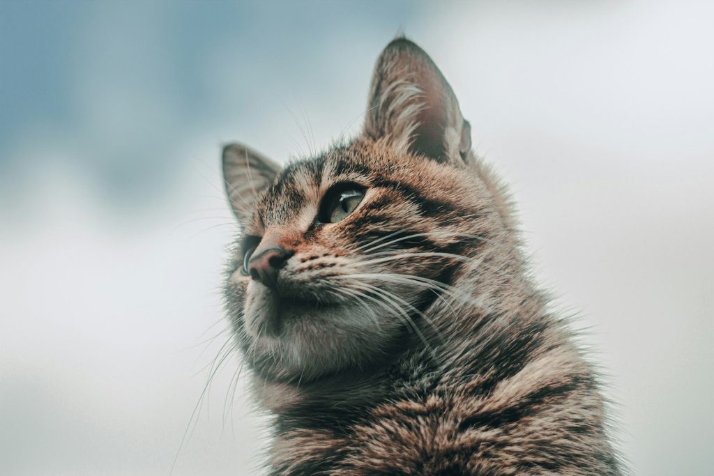 a close up of a cat with a sky background