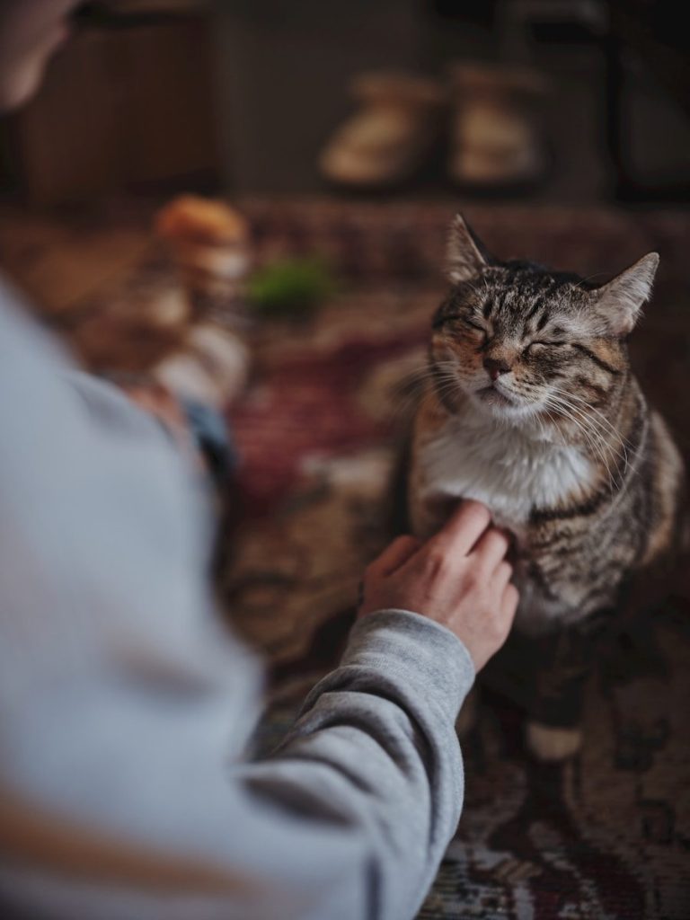 A person pets a tabby cat sitting on a rug.