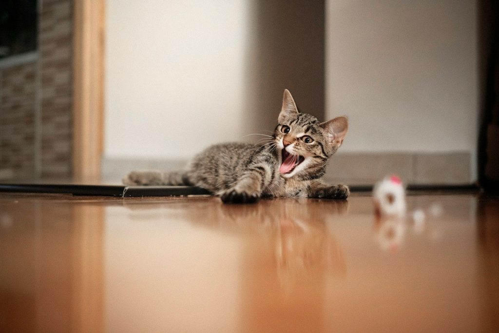 brown tabby cat on brown wooden table