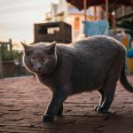 A gray cat walks on a brick path.