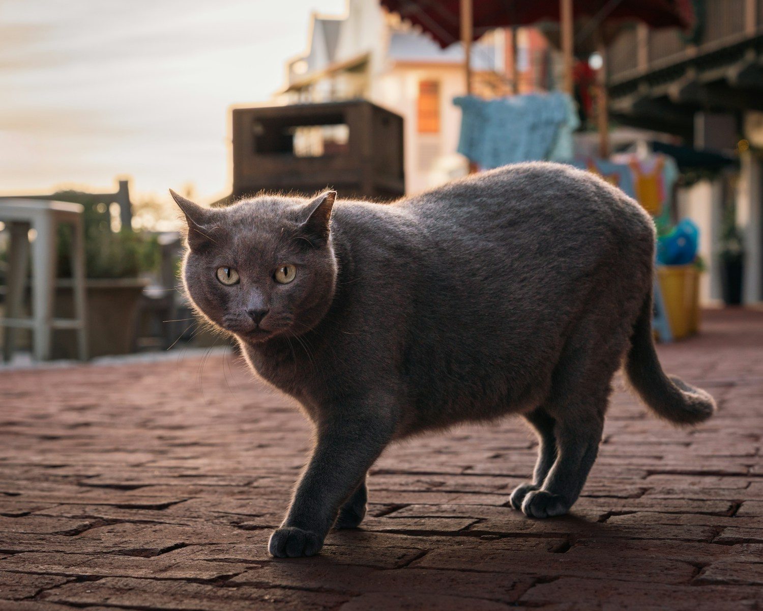 A gray cat walks on a brick path.