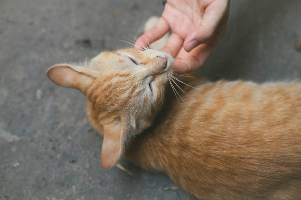 a person petting an orange cat on the nose