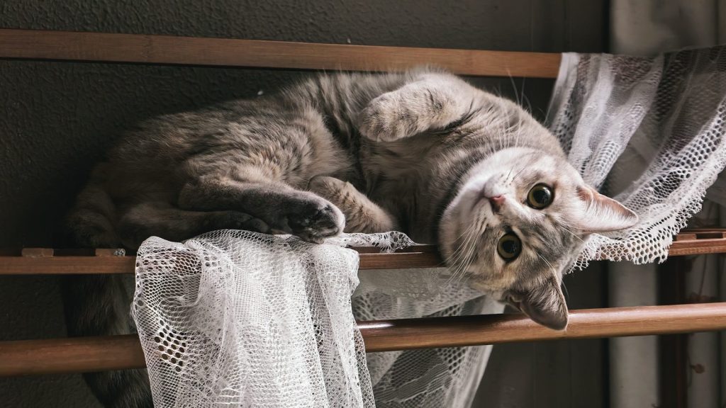 A tabby cat rests on a wooden shelf with lace.