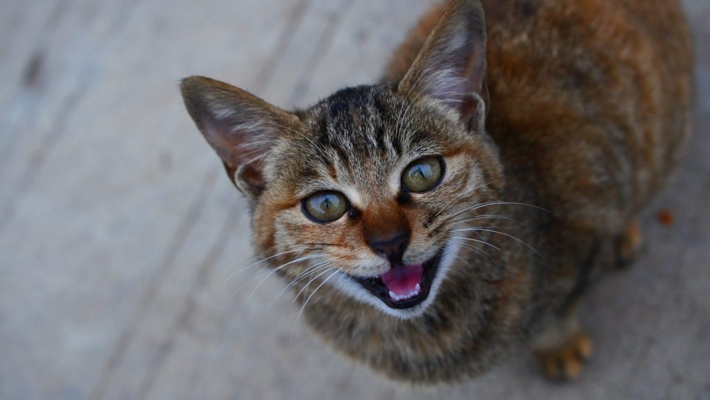 A close up of a cat with its mouth open