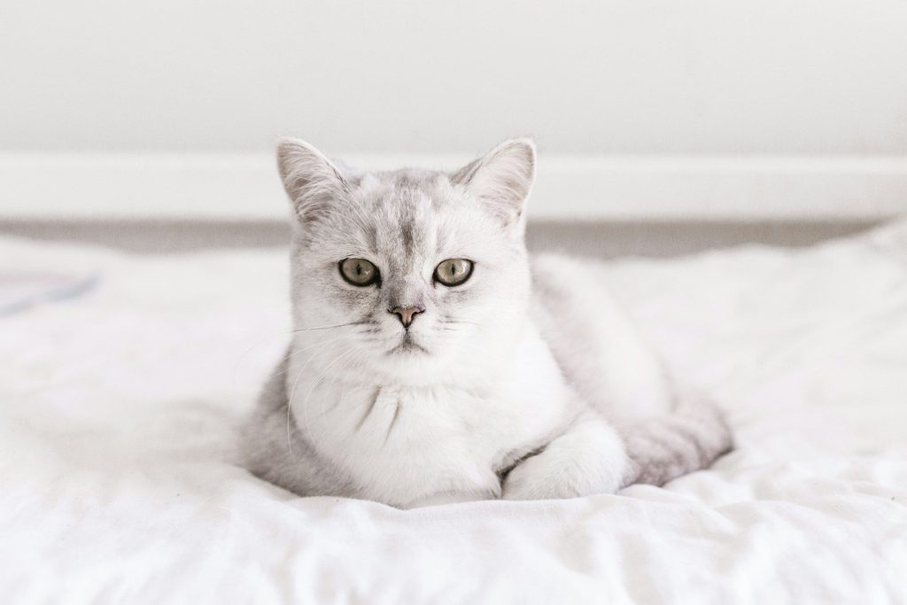 a grey and white cat laying on top of a bed