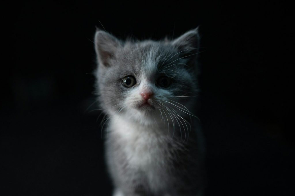 white and gray cat with black background
