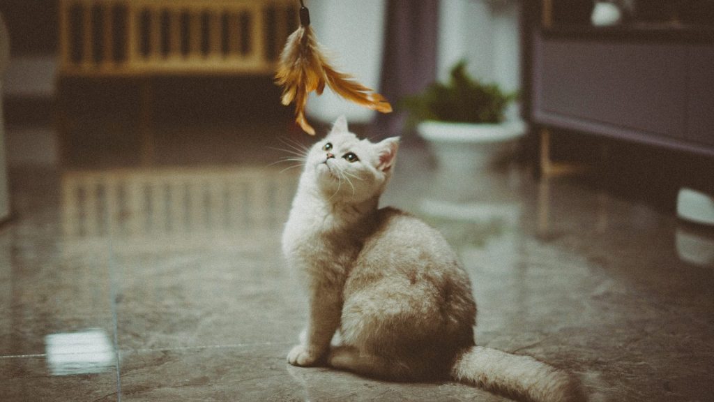 white cat on gray concrete floor