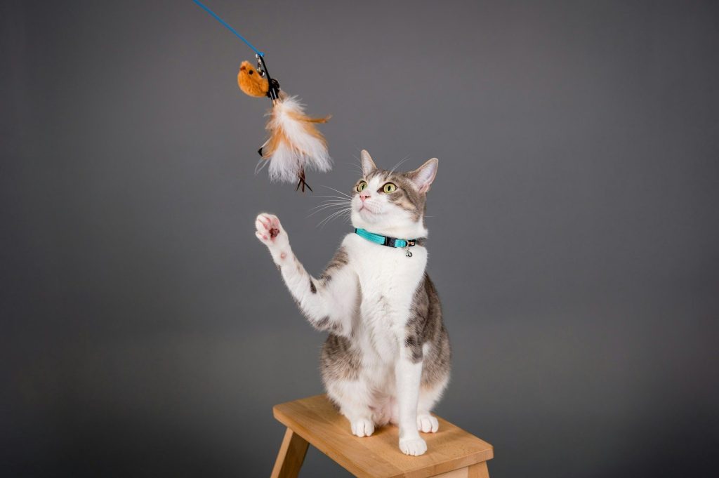 A cat sitting on a stool playing with a toy