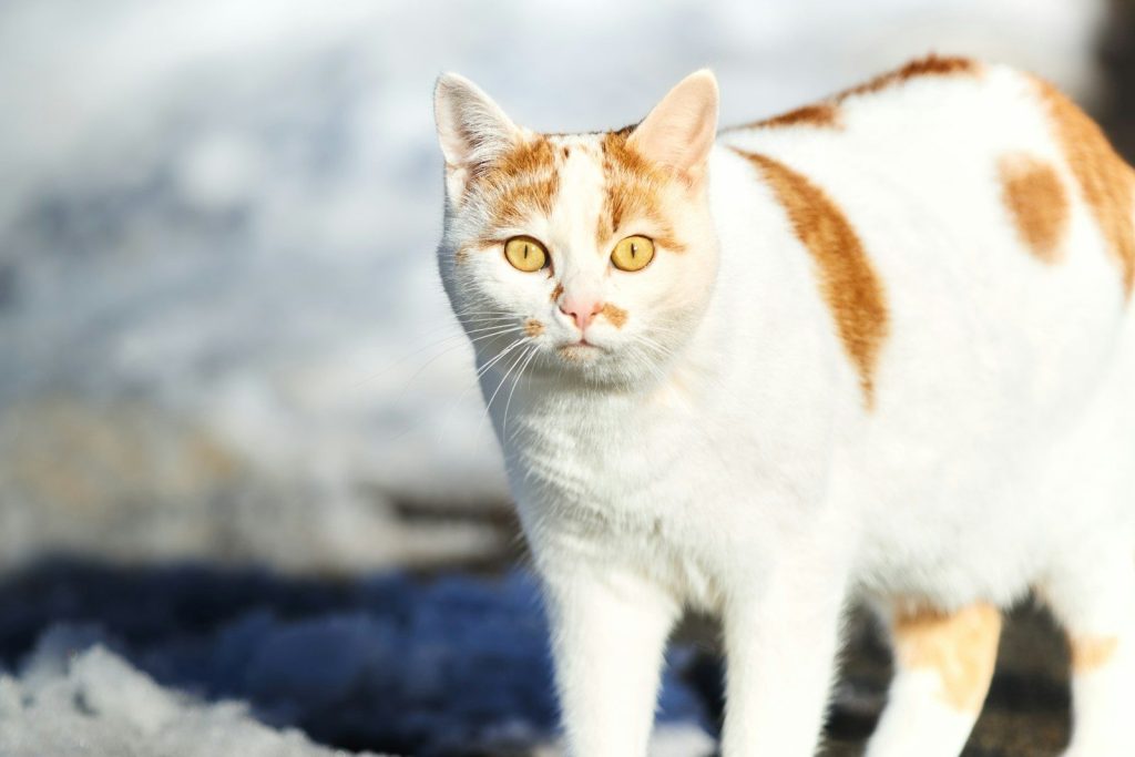 A white and orange cat with yellow eyes stands outdoors.