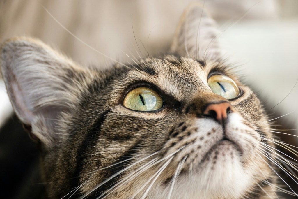 a close up of a cat looking up at something