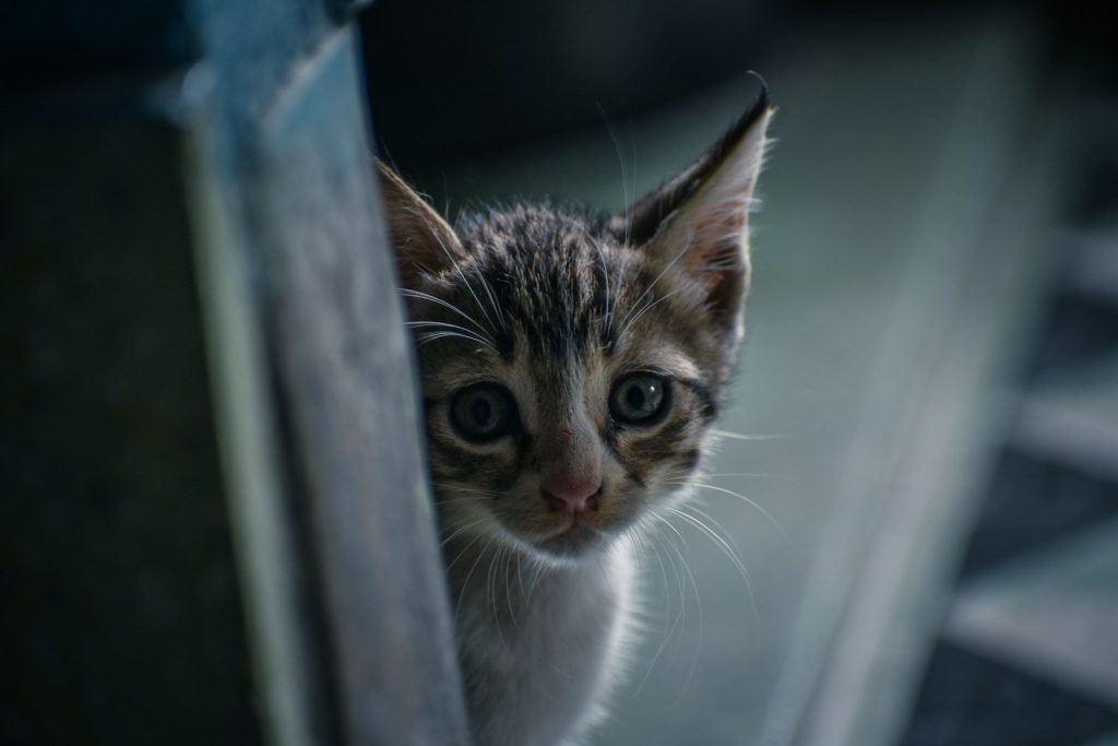 brown tabby kitten on blue metal bar