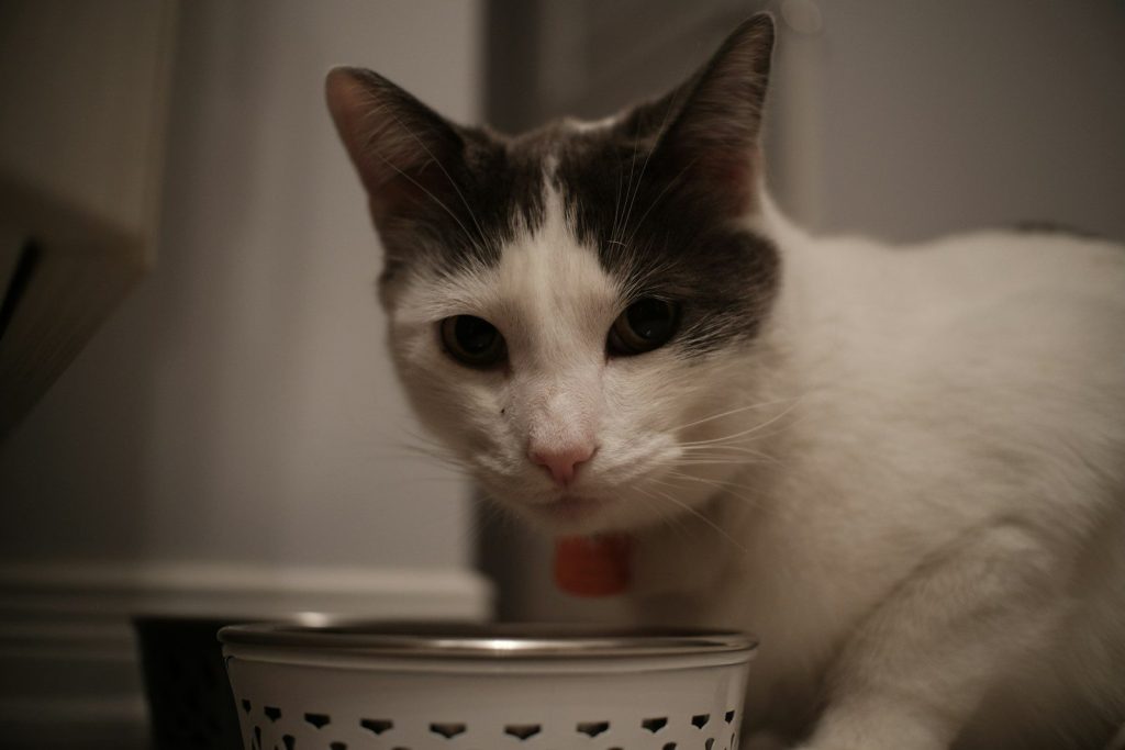 A black and white cat sitting next to a bowl
