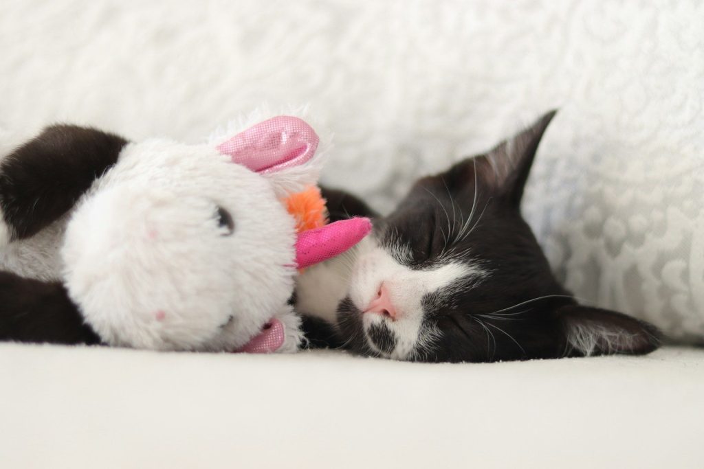 A black and white cat laying next to a stuffed animal