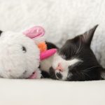 A black and white cat laying next to a stuffed animal