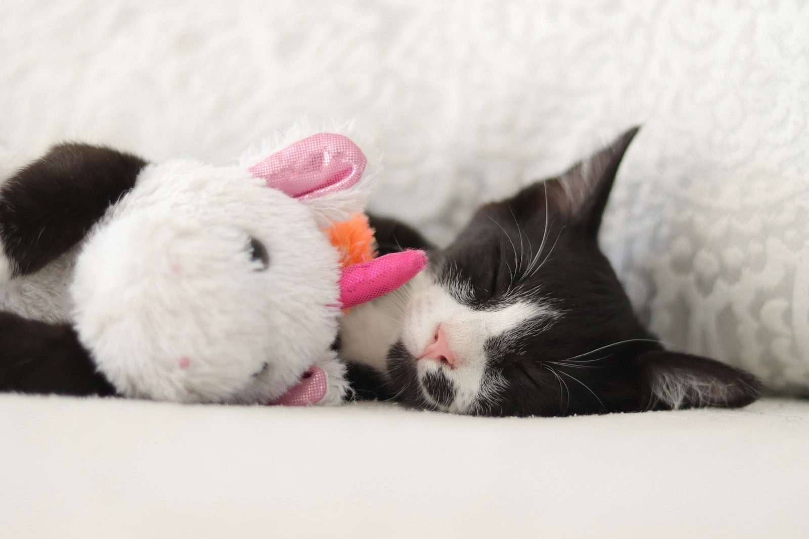 A black and white cat laying next to a stuffed animal