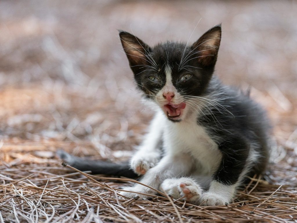 A small black and white kitten with open mouth.
