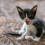 A small black and white kitten with open mouth.