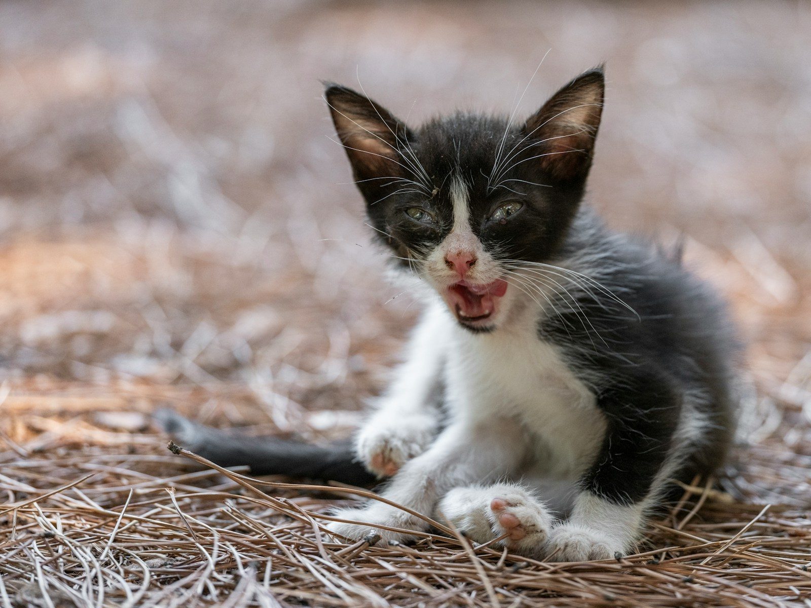 A small black and white kitten with open mouth.