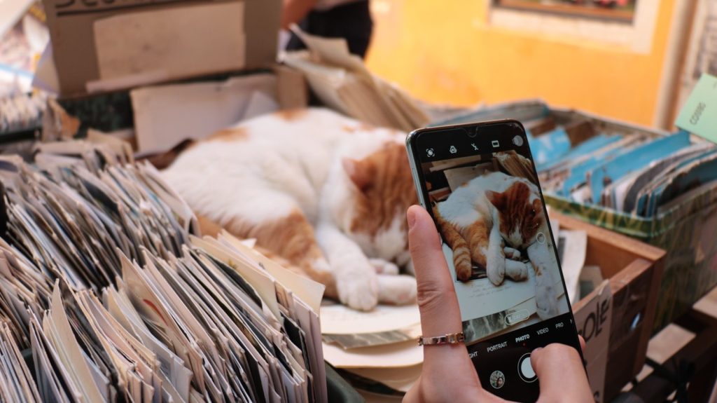 a person taking a picture of a cat laying on a table
