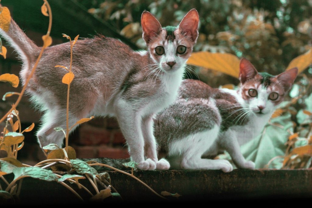 two gray cats