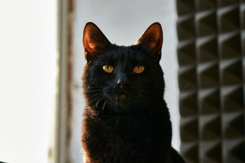black cat looking at the window