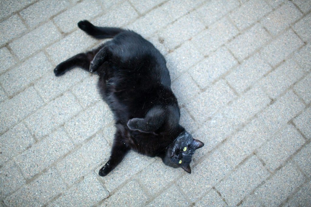 A black cat laying on its back on the ground