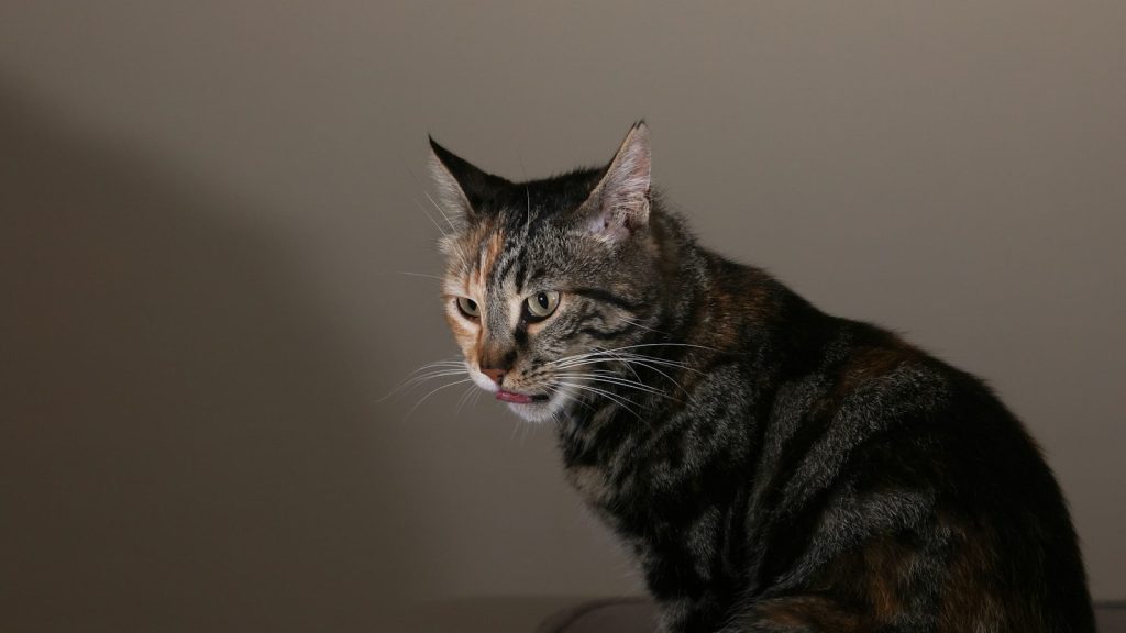 A tabby cat with its mouth slightly open