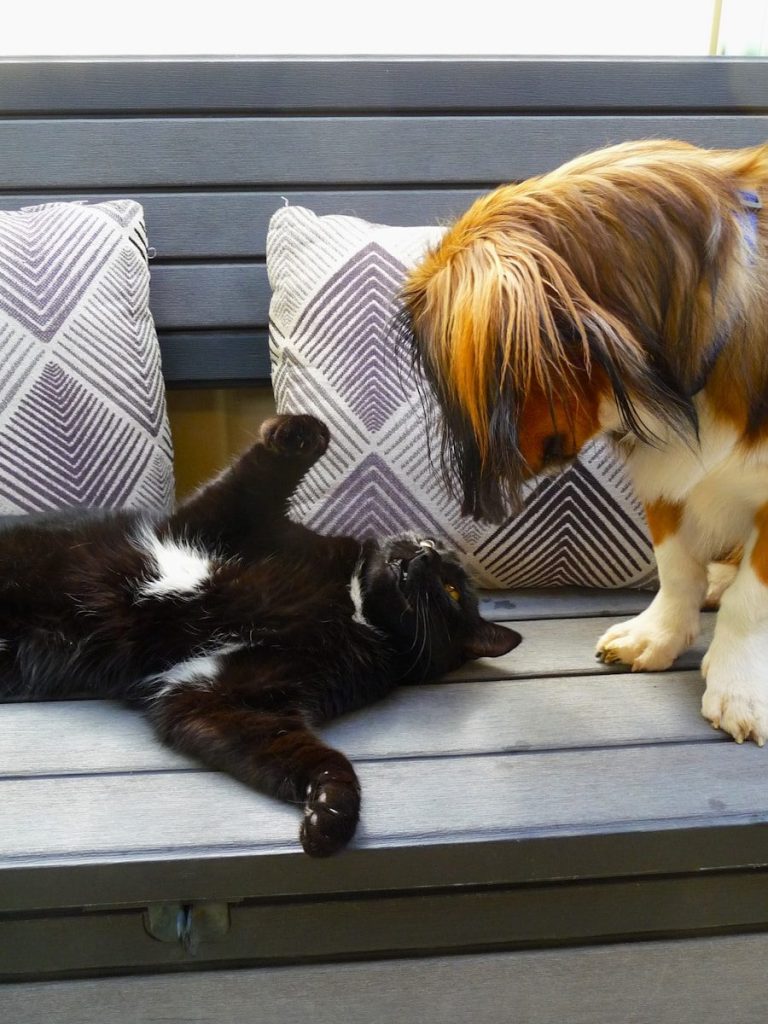 A black cat lies on its back near a dog.