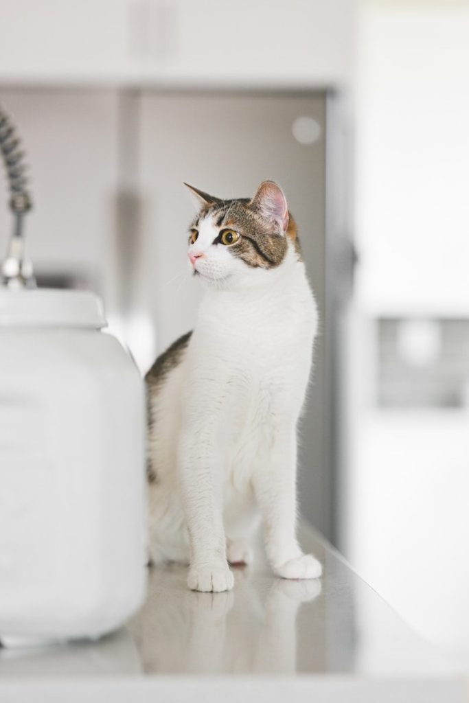 a cat sitting on a counter next to a faucet