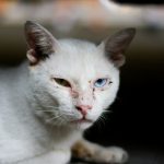 A white cat with blue eyes laying down