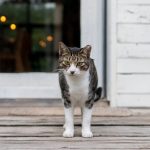 white and black tabby cat