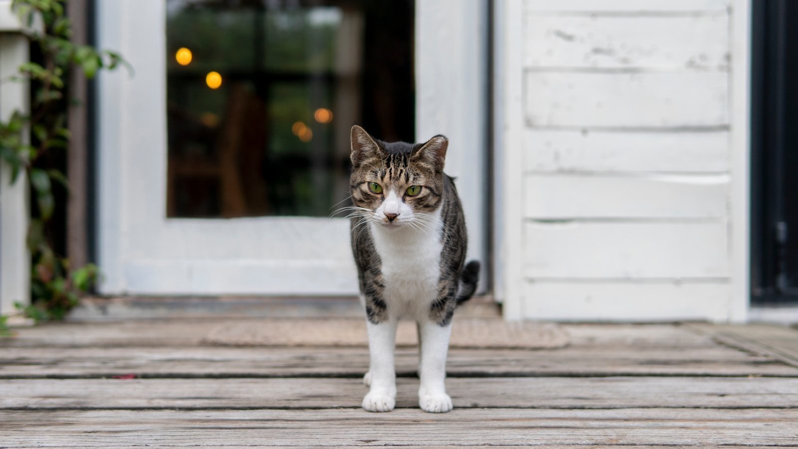 white and black tabby cat