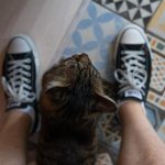 a dog is looking at a person's feet