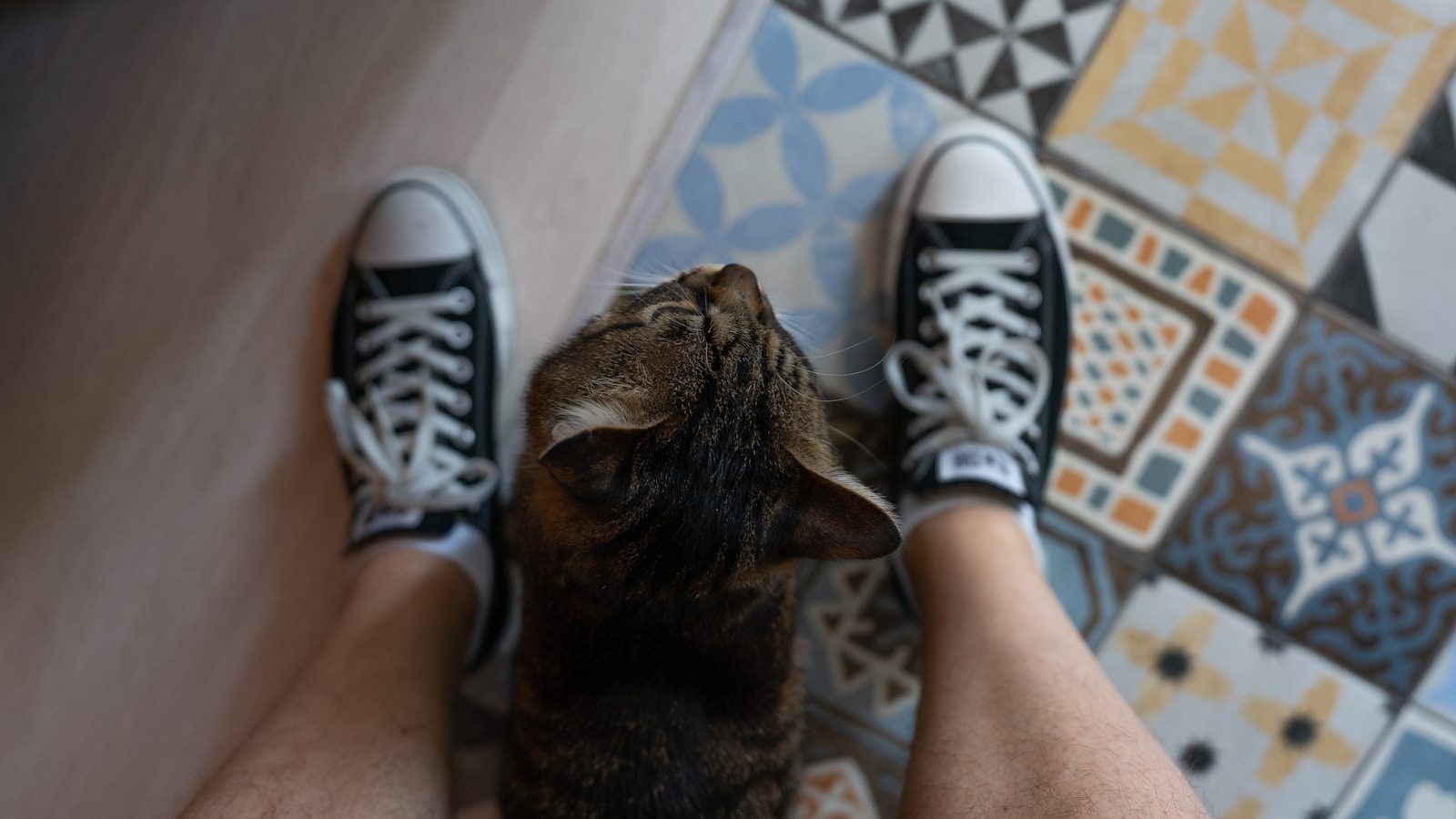 a dog is looking at a person's feet