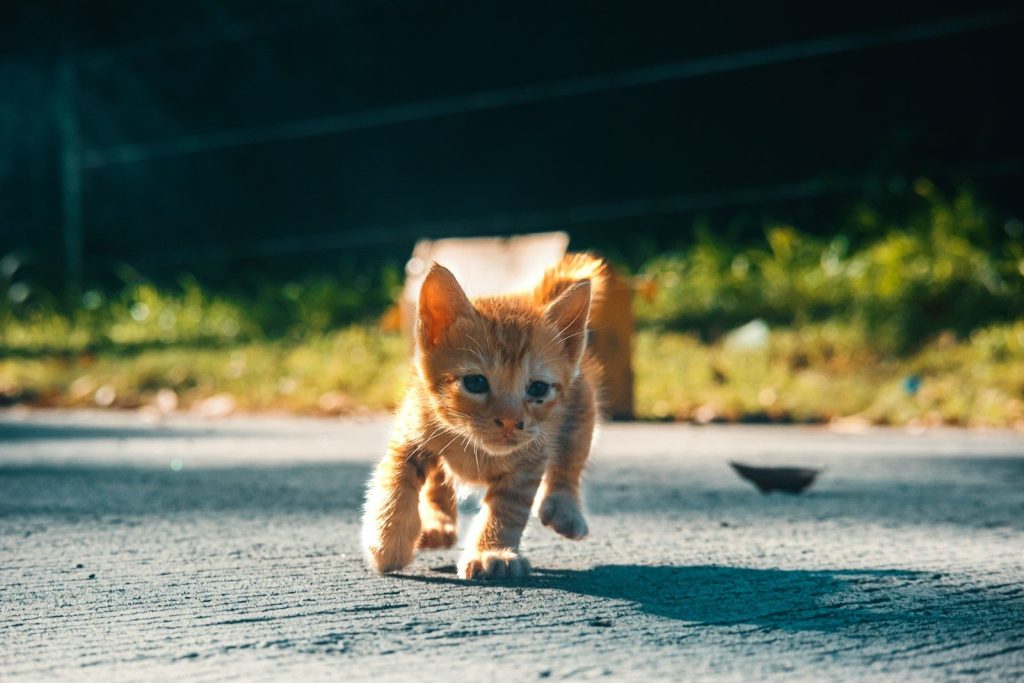 a kitten running on a road