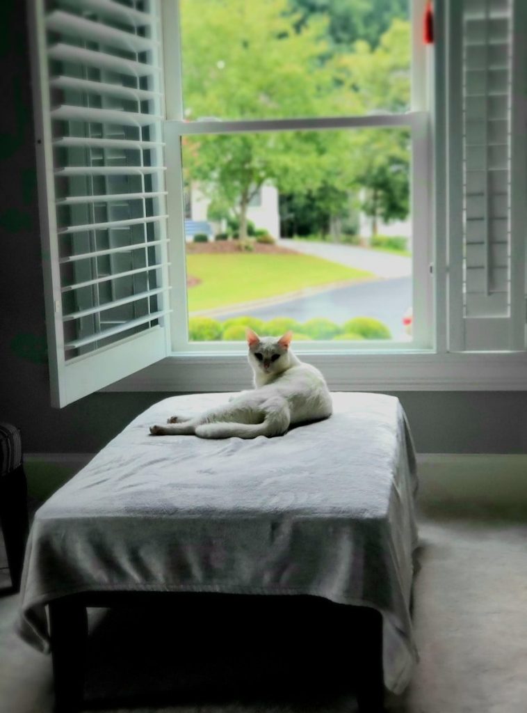 white cat lying on bed