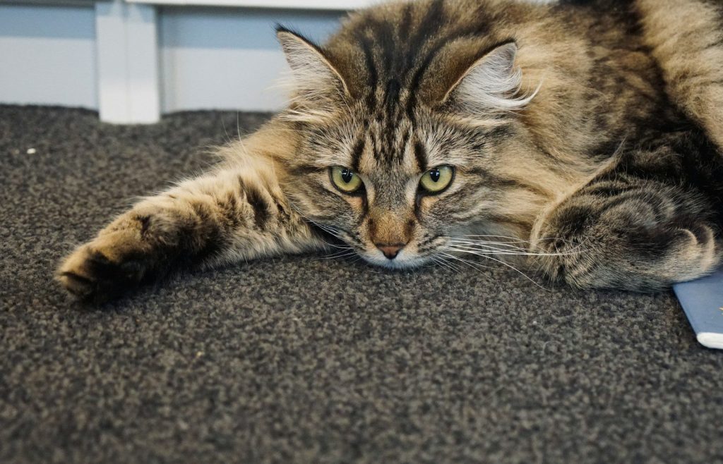 A fluffy tabby cat lies on a carpeted floor.