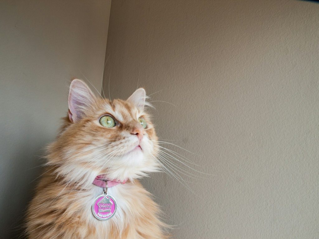 A fluffy orange cat wears a pink collar.