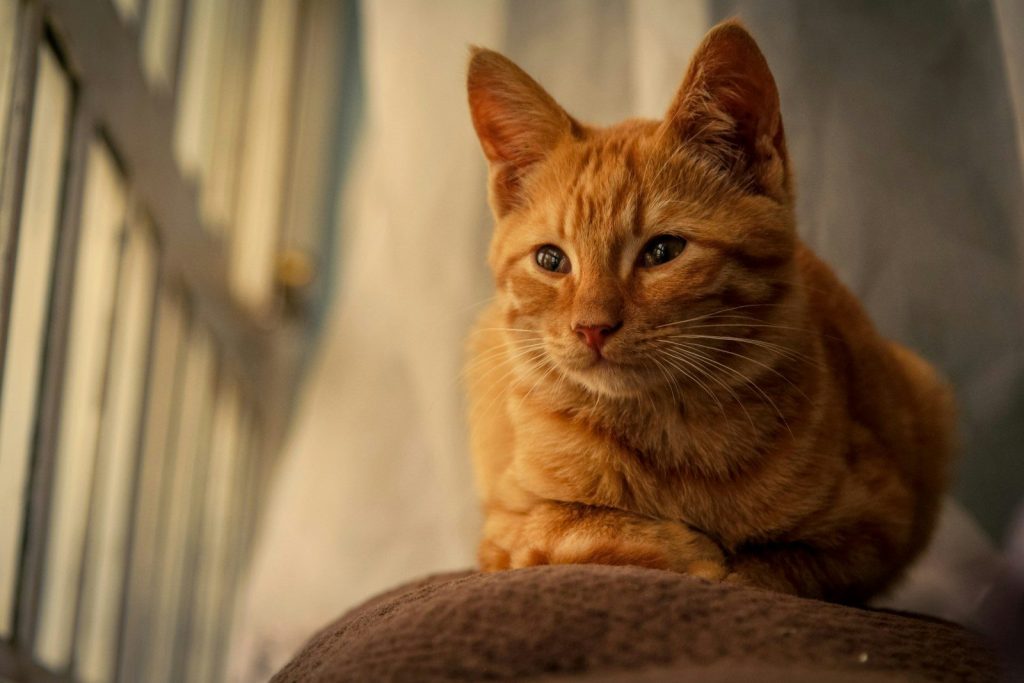 An orange cat sitting on top of a pillow